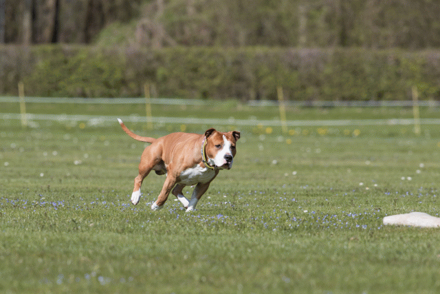 Bo4I8512 33067056843 O