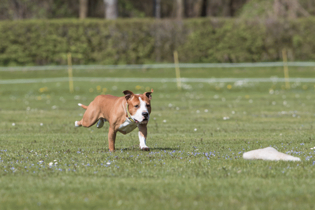 Bo4I8510 33067057143 O