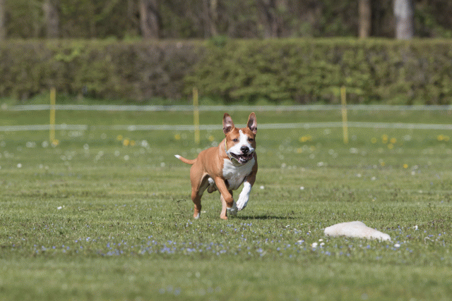 Bo4I8508 33067057703 O