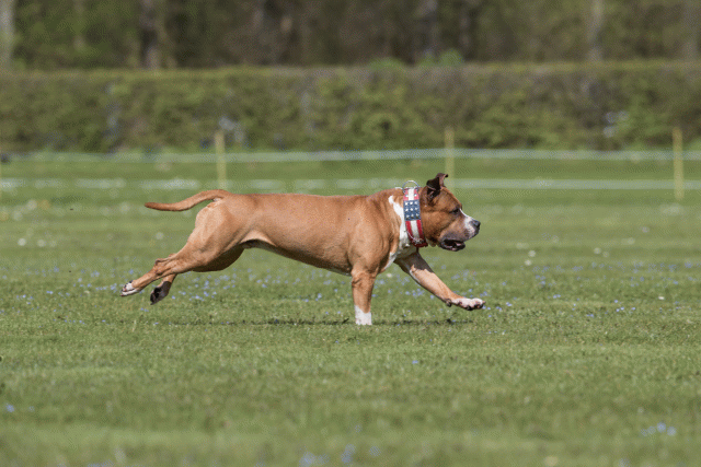 Bo4I8504 33067058103 O