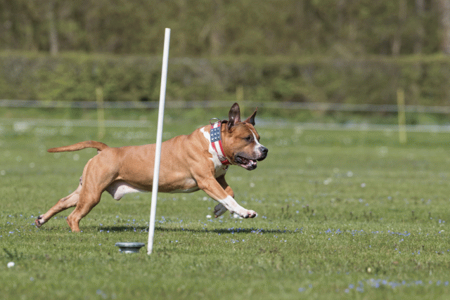 Bo4I8502 33067058493 O