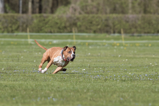 Bo4I8500 33067059023 O