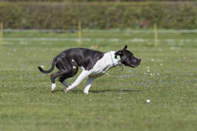 Bo4I8483 33067445863 O