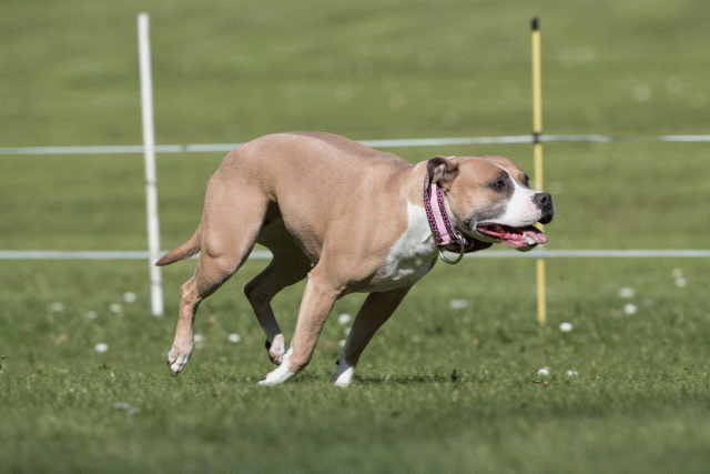 Bo4I8474 33067447963 O