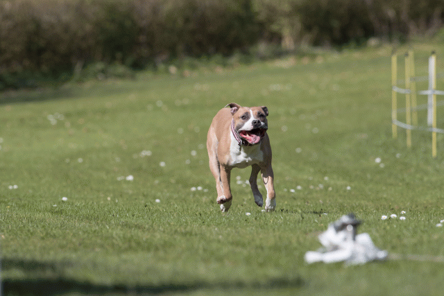 Bo4I8470 33067448353 O