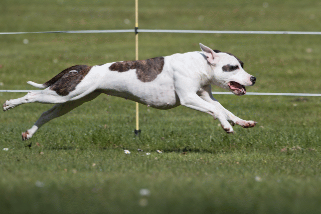 Bo4I8467 33067449483 O