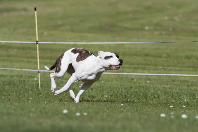 Bo4I8463 33067449883 O