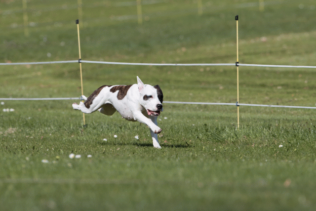 Bo4I8461 33067450333 O