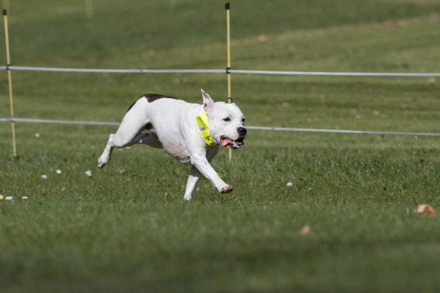 Bo4I8420 33067454533 O