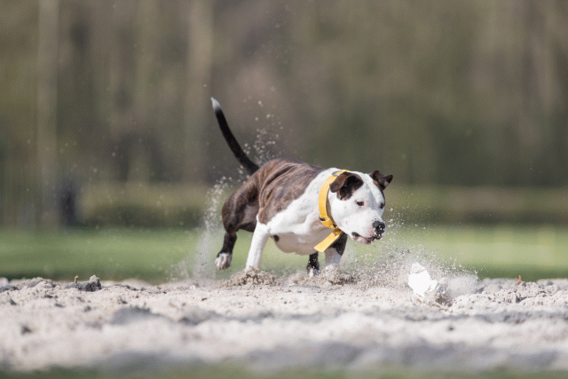 Bo4I8389 33067457933 O