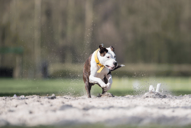 Bo4I8388 33067458023 O