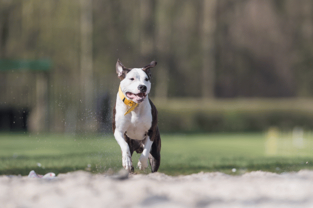 Bo4I8384 33067458093 O