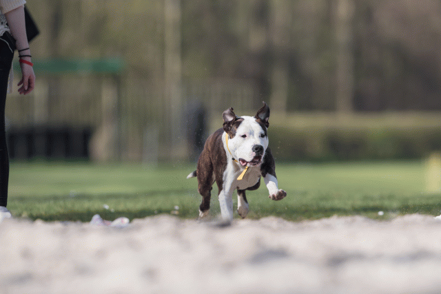 Bo4I8383 33067458153 O