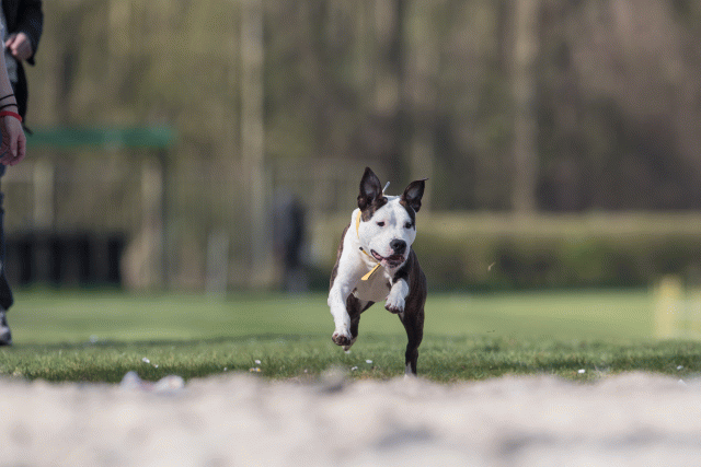 Bo4I8381 33067458273 O