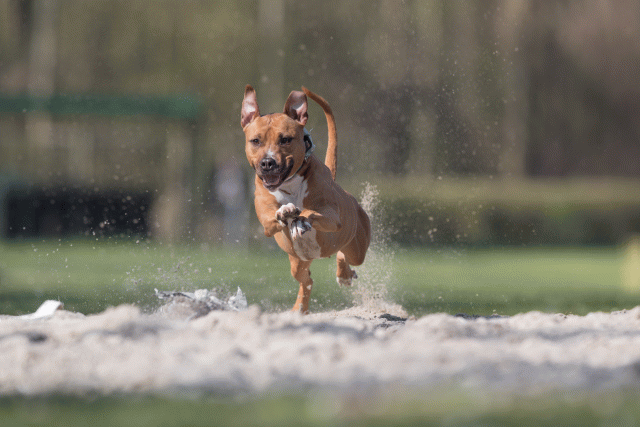 Bo4I8331 33067463623 O