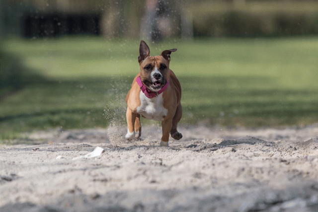 Bo4I8276 33458295110 O