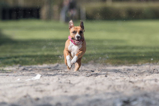 Bo4I8275 33458295610 O