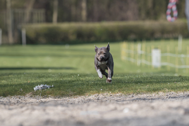 Bo4I8270 33458295710 O