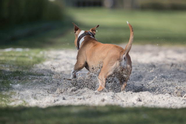 Bo4I8265 33458296140 O