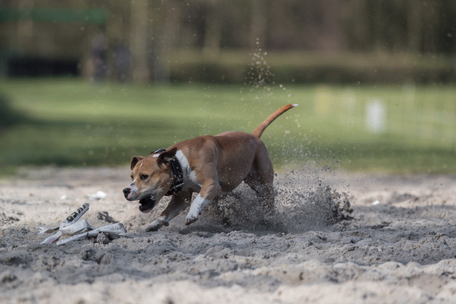 Bo4I8262 33458296380 O