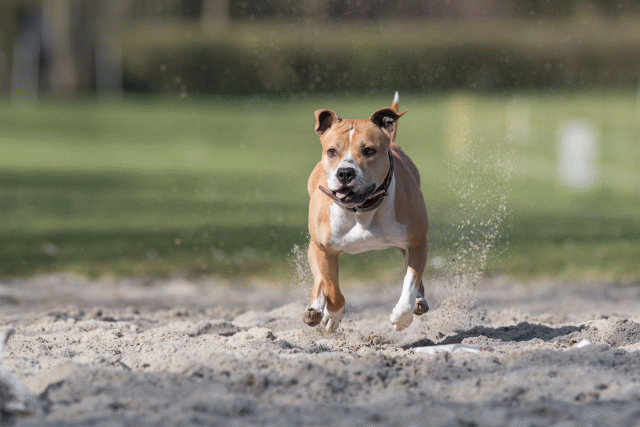 Bo4I8260 33458296620 O