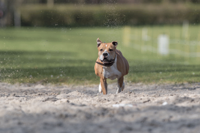 Bo4I8258 33458296920 O