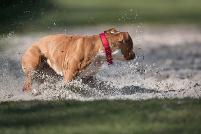 Bo4I8256 33458297390 O