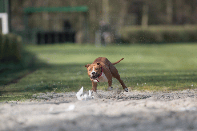 Bo4I8247 33458299880 O