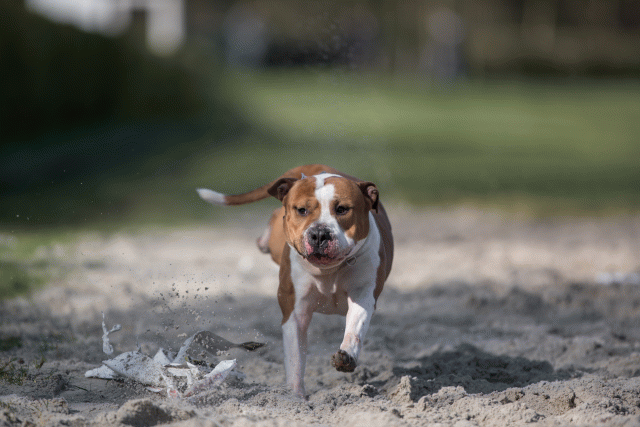 Bo4I8244 33458300560 O