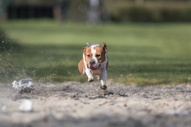 Bo4I8239 33458300980 O