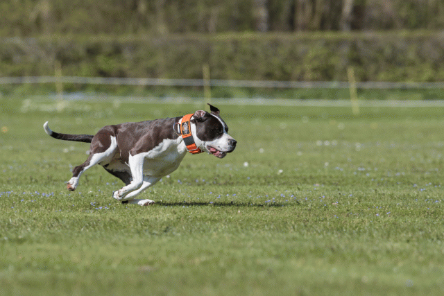 Bo4I8821 33495644060 O