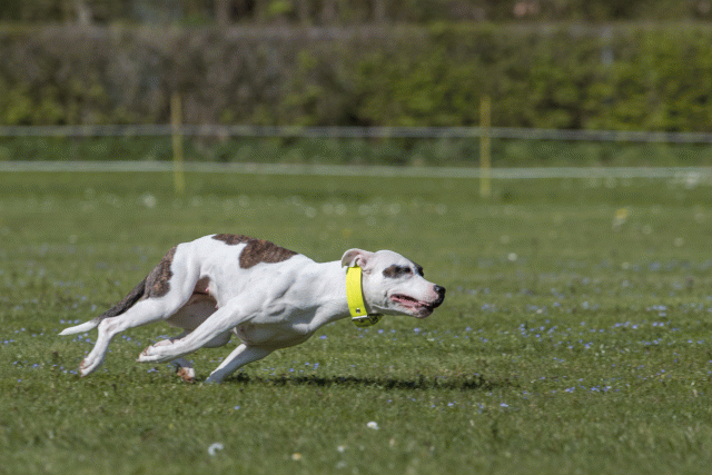 Bo4I8810 33495644180 O