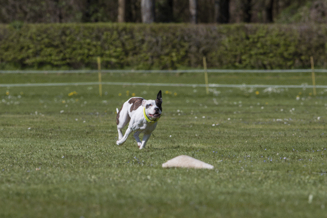 Bo4I8806 33495644630 O