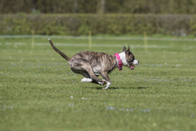 Bo4I8803 33495645000 O