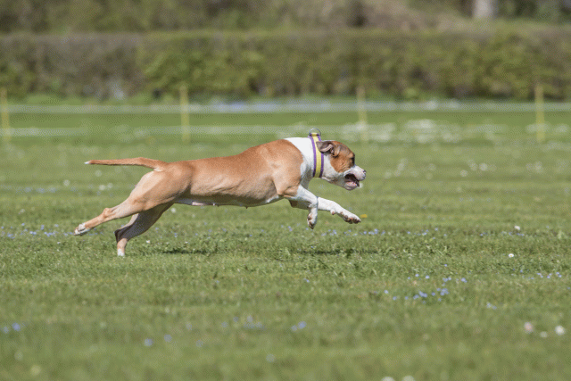 Bo4I8753 33495652540 O