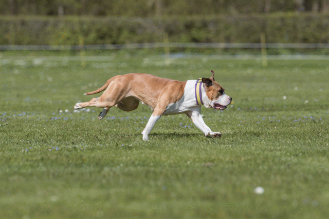 Bo4I8747 33495653770 O