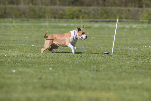 Bo4I8745 33495654470 O