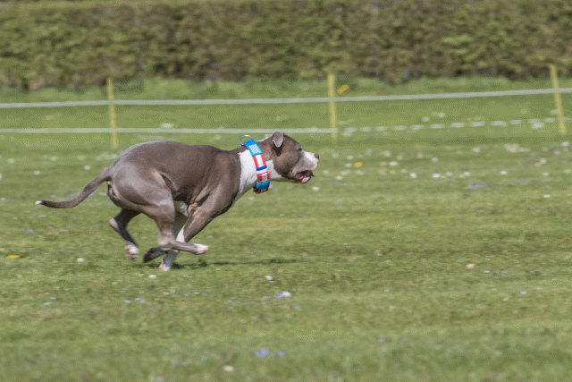 Bo4I8733 33495656630 O