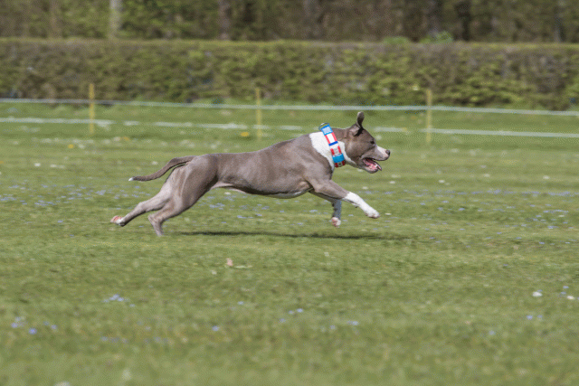 Bo4I8729 33495658300 O