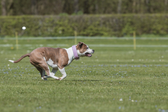 Bo4I8651 33495673580 O