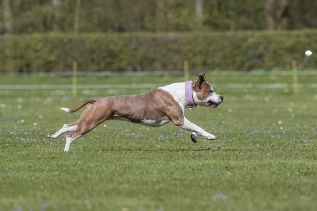 Bo4I8650 33495673800 O