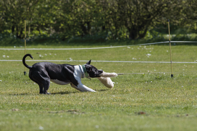 Bo4I8493 33495686370 O