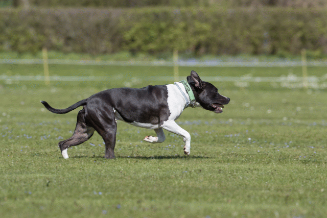 Bo4I8485 33495686540 O