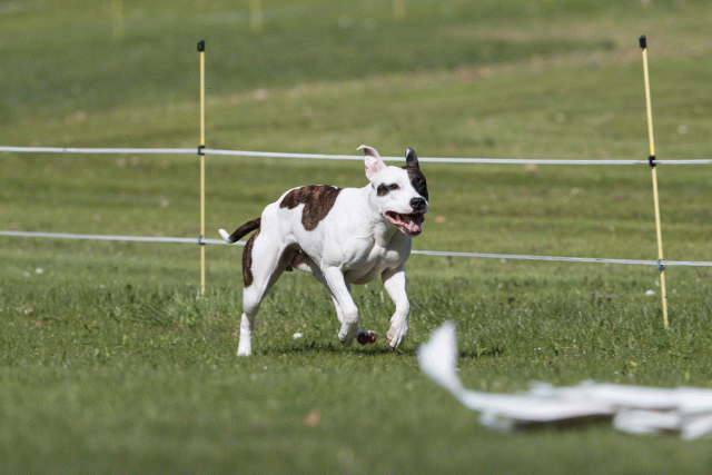 Bo4I8462 33496008060 O