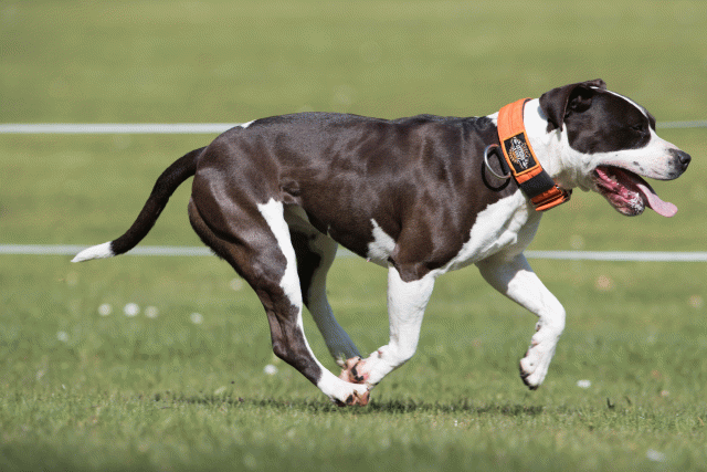 Bo4I8457 33496009440 O