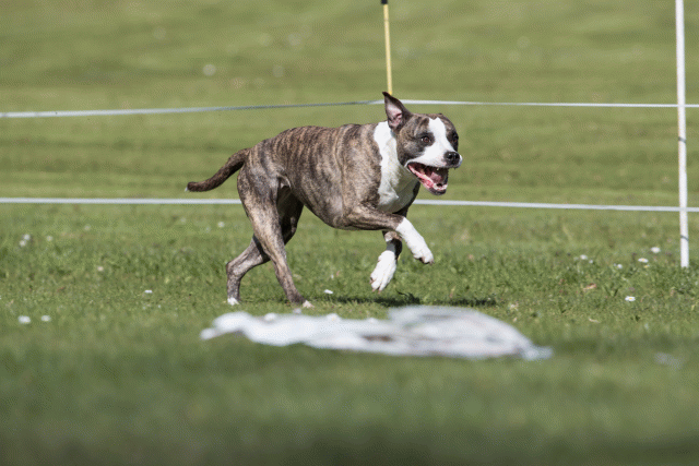 Bo4I8448 33496011390 O