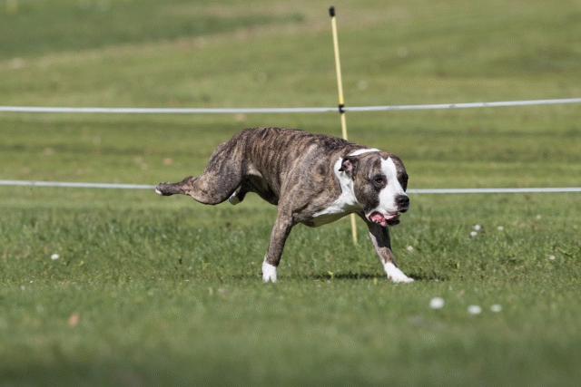 Bo4I8447 33496011680 O