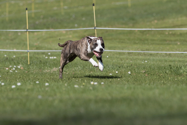 Bo4I8445 33496011860 O