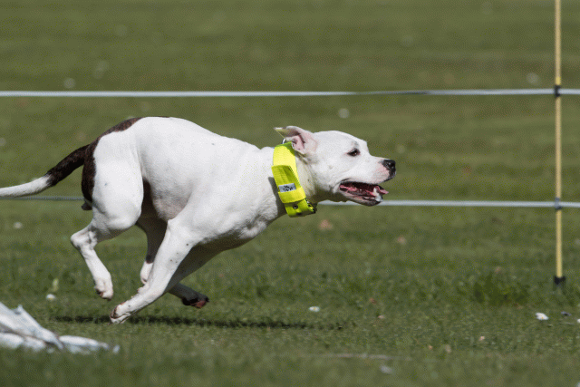 Bo4I8425 33496015910 O