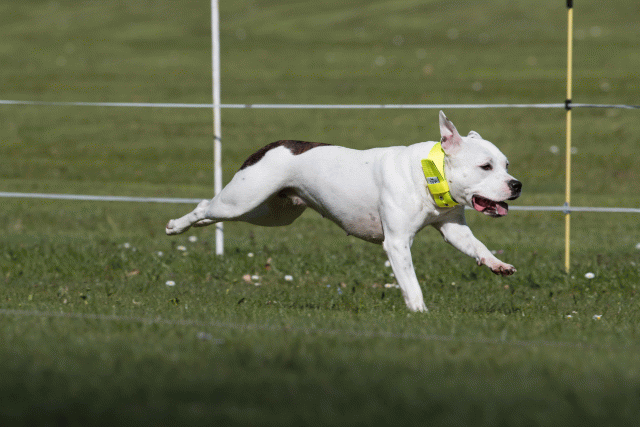 Bo4I8423 33496016310 O